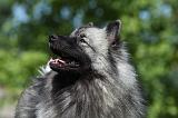 SPITZ LOUP 030